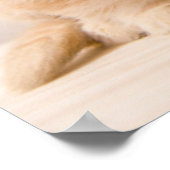 Poster Animaux de bébés cutest | A British Longhair Kitte (Coin)