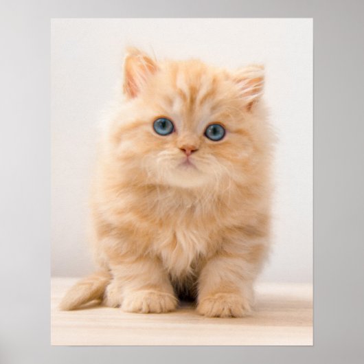 Poster Animaux de bébés cutest | A British Longhair Kitte (Devant)