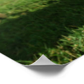 Poster Animaux de bébés cutest | Agneau nouveau-né & mama (Coin)