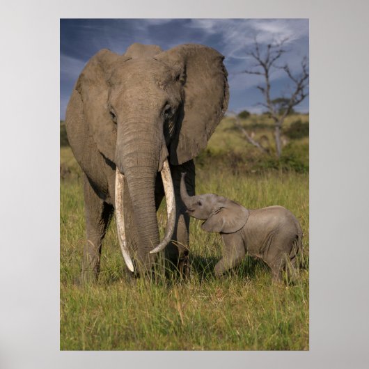 Poster Animaux de bébés cutest | Amama Elephant Avec Bébé (Devant)