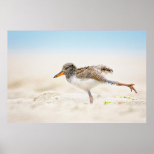 Poster Animaux de bébés cutest American Oystercatcher C