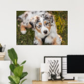 Poster Animaux de bébés cutest | Australian Shepherd Pupp (Bureau à domicile)