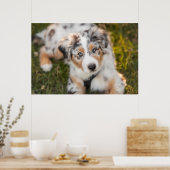 Poster Animaux de bébés cutest | Australian Shepherd Pupp (Cuisine)