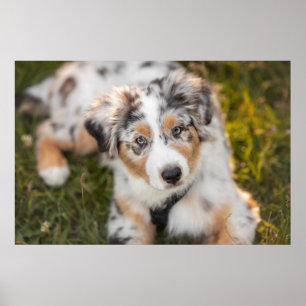 Poster Animaux de bébés cutest   Australian Shepherd Pupp
