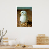 Poster Animaux de bébés cutest | Baby Chick (Cuisine)