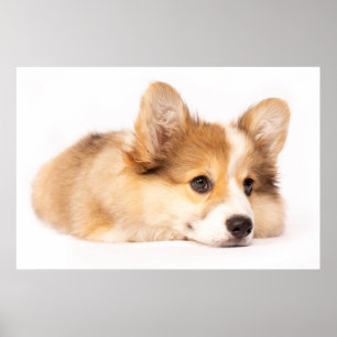 Poster Animaux de bébés cutest Baby Corgi Portrait de c