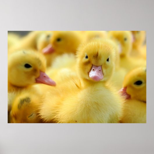 Poster Animaux de bébés cutest | Baby Duck Group (Devant)