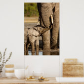 Poster Animaux de bébés cutest | Baby Elephant & Mama (Cuisine)