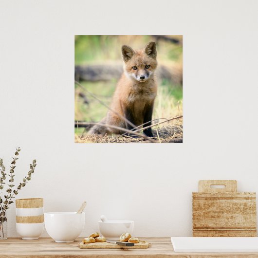Poster Animaux de bébés cutest | Baby Fox (Cuisine)