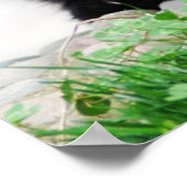 Poster Animaux de bébés cutest | Baby Panda Bear (Coin)