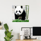 Poster Animaux de bébés cutest | Baby Panda Bear (Bureau à domicile)