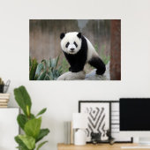 Poster Animaux de bébés cutest | Baby Panda géant (Bureau à domicile)