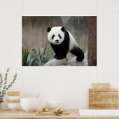 Poster Animaux de bébés cutest | Baby Panda géant (Cuisine)