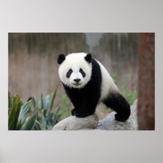 Poster Animaux de bébés cutest | Baby Panda géant (Devant)