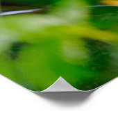 Poster Animaux de bébés cutest | Baby Red Fox (Coin)