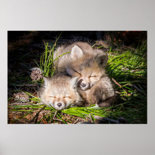 Poster Animaux de bébés cutest   Baby Red Fox Kits Sleepi