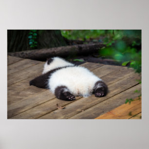 Poster Animaux de bébés cutest   Bébé Géant Panda Dormir