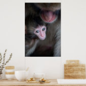 Poster Animaux de bébés cutest | Bébé Macaque singe et mè (Cuisine)