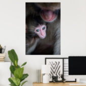 Poster Animaux de bébés cutest | Bébé Macaque singe et mè (Bureau à domicile)