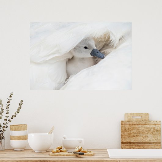 Poster Animaux de bébés cutest | Bébé Mute Swan (Cuisine)