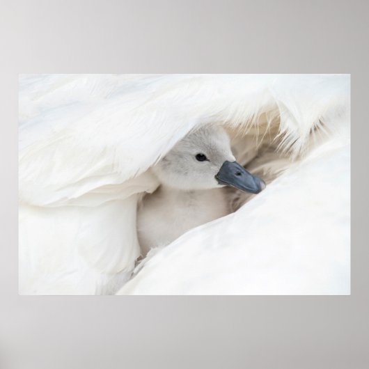 Poster Animaux de bébés cutest | Bébé Mute Swan (Devant)