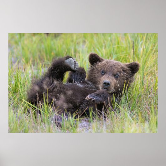 Poster Animaux de bébés cutest | Bébé Ours Brown (Devant)