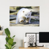 Poster Animaux de bébés cutest | Bébé Ours Polaire Cub (Bureau à domicile)