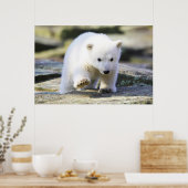 Poster Animaux de bébés cutest | Bébé Ours Polaire Cub (Cuisine)