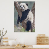 Poster Animaux de bébés cutest | Bébé Panda Ours Dormir (Cuisine)
