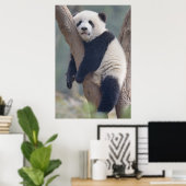 Poster Animaux de bébés cutest | Bébé Panda Ours Dormir (Bureau à domicile)