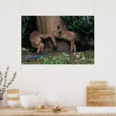 Poster Animaux de bébés cutest | Bébé Renards Jouer (Cuisine)