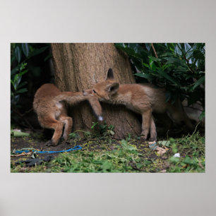 Poster Animaux de bébés cutest Bébé Renards Jouer