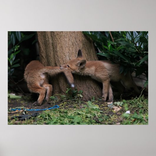 Poster Animaux de bébés cutest | Bébé Renards Jouer (Devant)