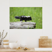 Poster Animaux de bébés cutest | Bébé Skunk (Cuisine)