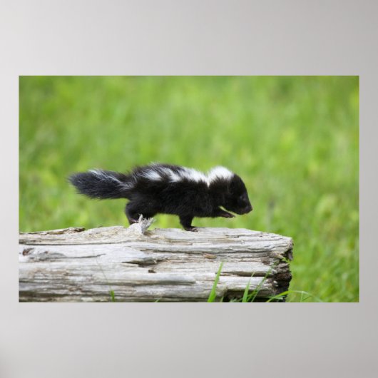 Poster Animaux de bébés cutest | Bébé Skunk (Devant)