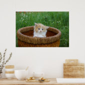 Poster Animaux de bébés cutest | Blue Eyed Kitten (Cuisine)