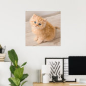 Poster Animaux de bébés cutest | British Longhair Kitten (Bureau à domicile)