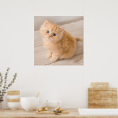 Poster Animaux de bébés cutest | British Longhair Kitten (Cuisine)