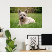 Poster Animaux de bébés cutest | Cairn Terrier Dog (Bureau à domicile)