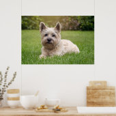 Poster Animaux de bébés cutest | Cairn Terrier Dog (Cuisine)