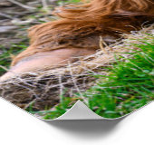 Poster Animaux de bébés cutest | Calf de vache des Highla (Coin)