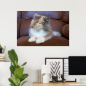 Poster Animaux de bébés cutest | Calico Persian Kitten (Bureau à domicile)