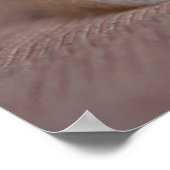 Poster Animaux de bébés cutest | Calico Persian Kitten (Coin)