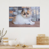 Poster Animaux de bébés cutest | Calico Persian Kitten (Cuisine)