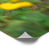 Poster Animaux de bébés cutest | Cerf à queue blanche dan (Coin)