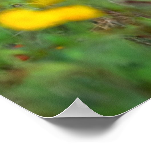 Poster Animaux de bébés cutest | Cerf à queue blanche dan (Coin)