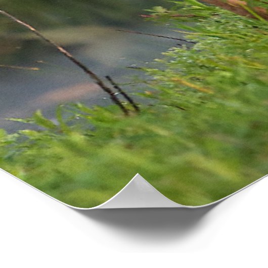 Poster Animaux de bébés cutest | Cerf et bébé (Coin)