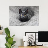 Poster Animaux de bébés cutest | Chat gris (Bureau à domicile)