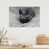Poster Animaux de bébés cutest | Chat gris (Cuisine)