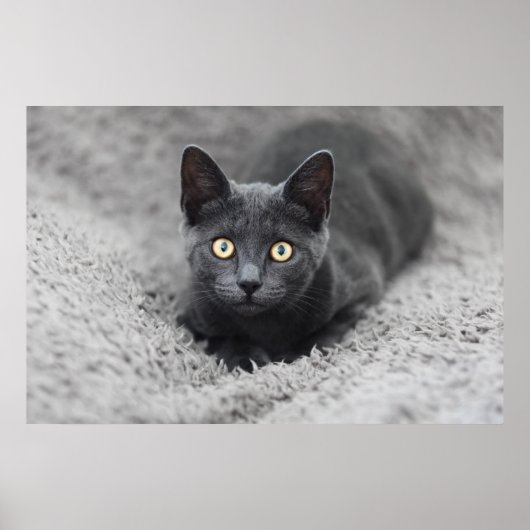 Poster Animaux de bébés cutest | Chat gris (Devant)
